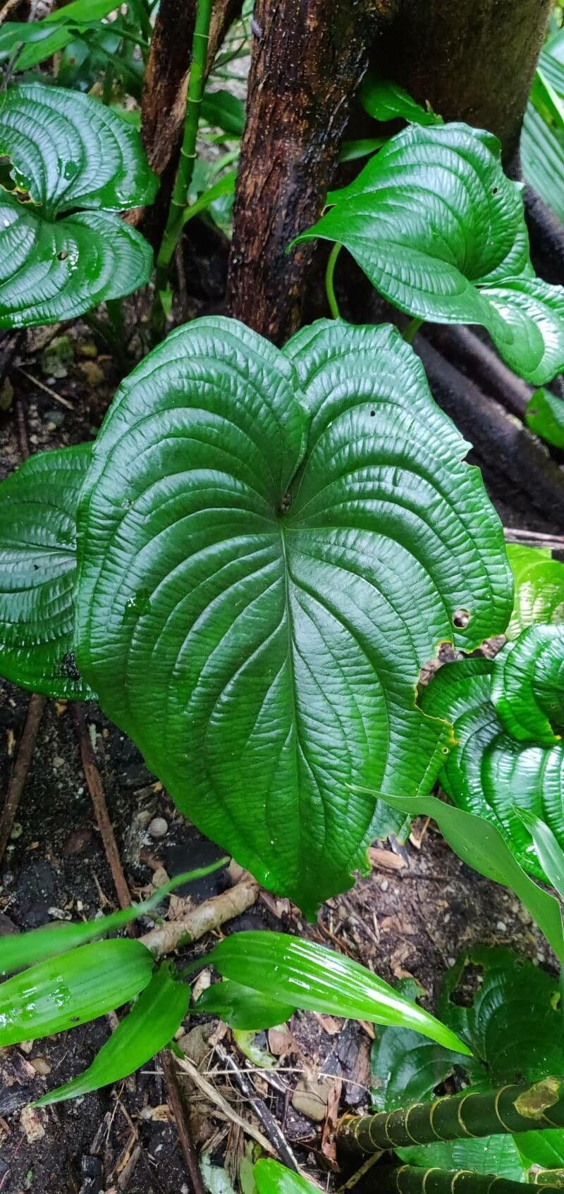 Cyanastrum