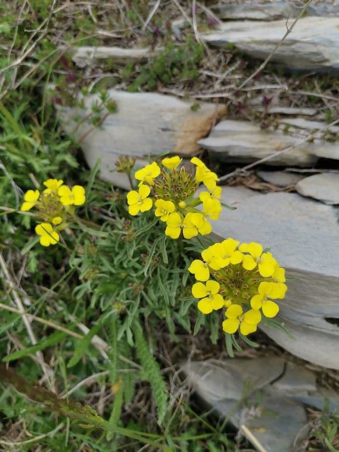 Erysimum rhaeticum 8