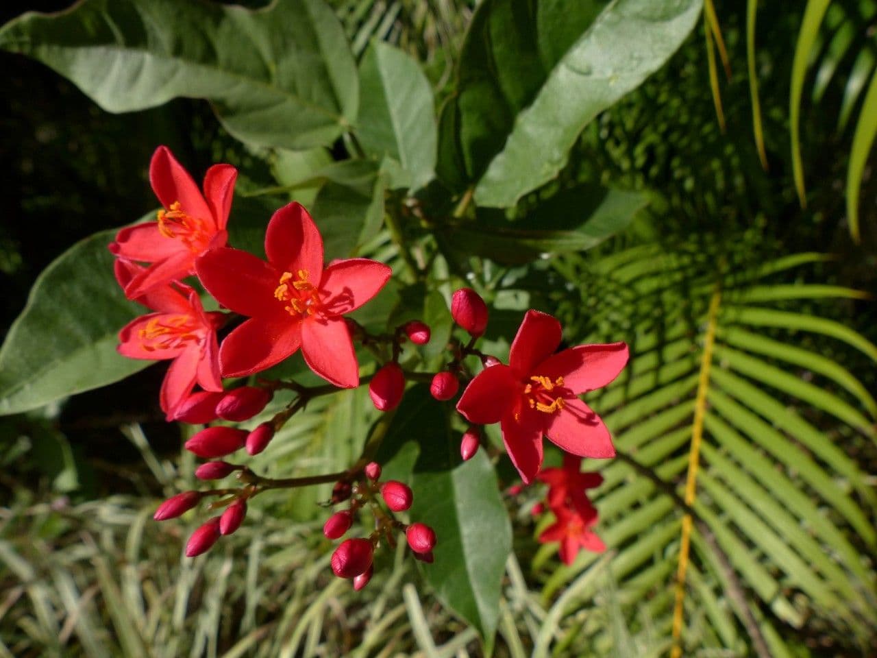Jatropha integerrima 9