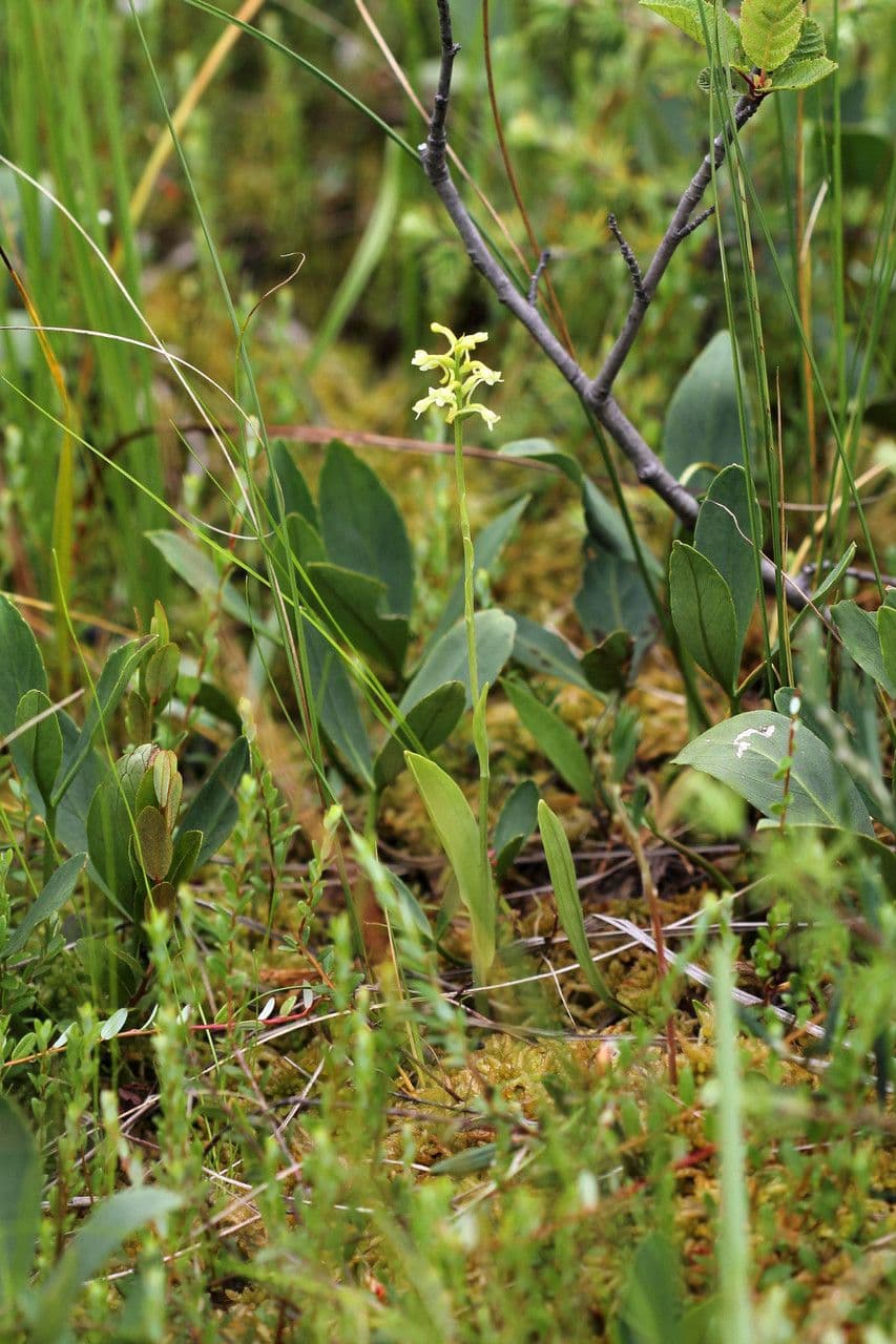 Platanthera clavellata 8