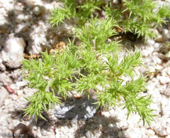 Loeflingia 2