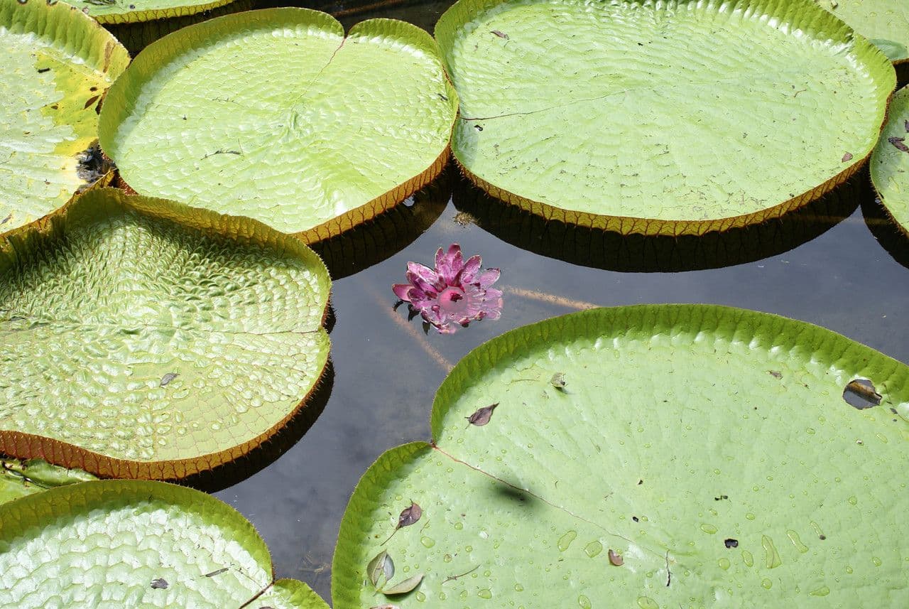 Riesen-Seerose 4