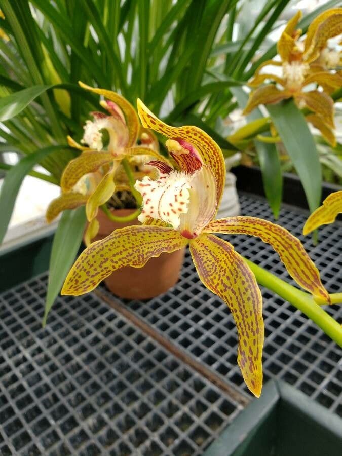 Cymbidium 5