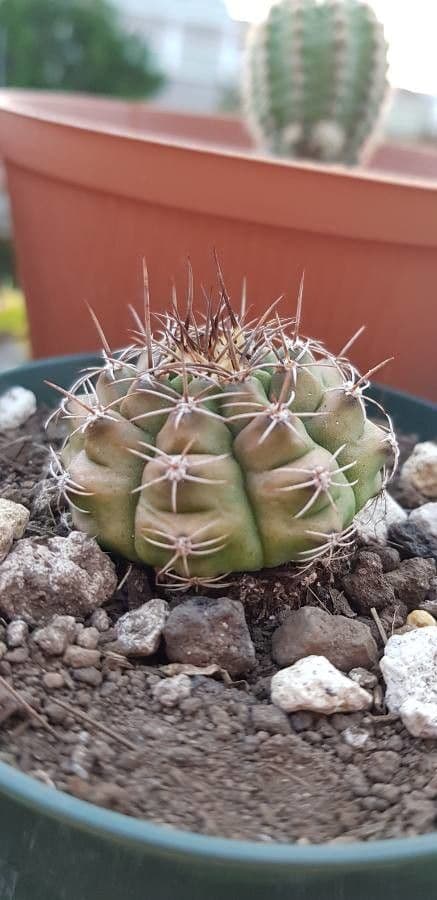 Gymnocalycium 21