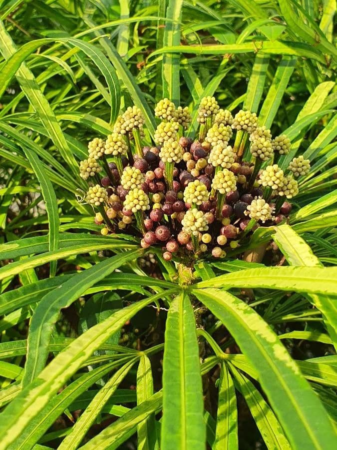 Osmoxylon 4
