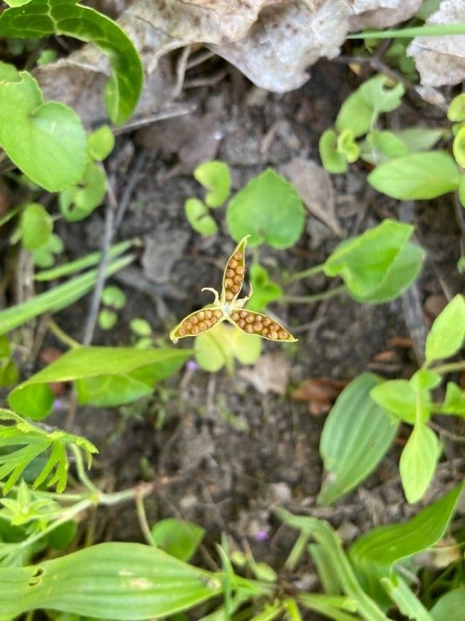 Viola di Rivinus