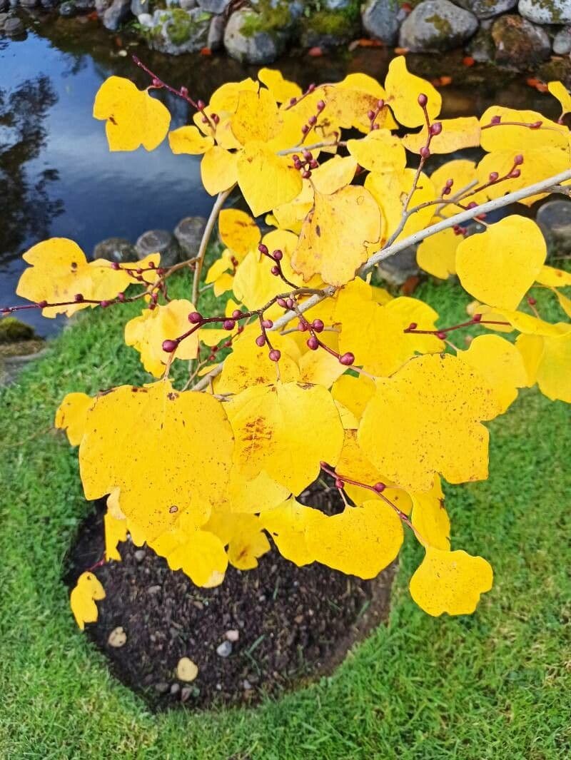 Lindera obtusiloba 8