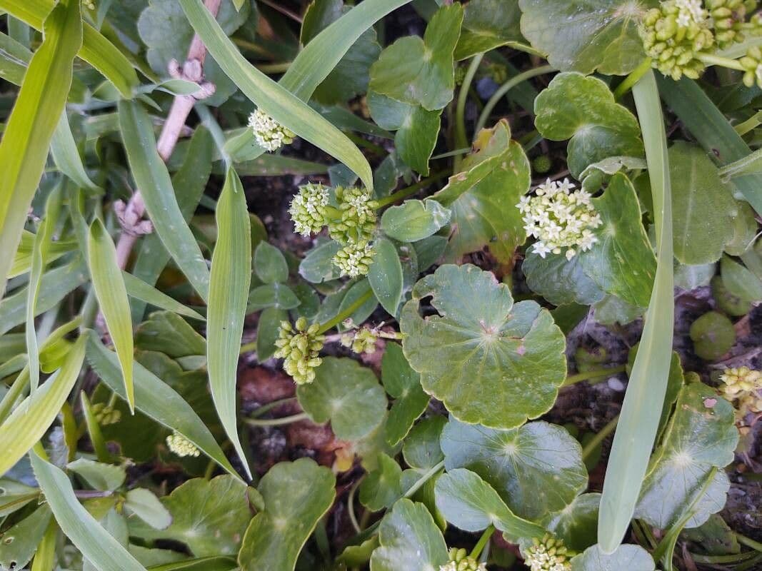 Hydrocotyle bonariensis 10