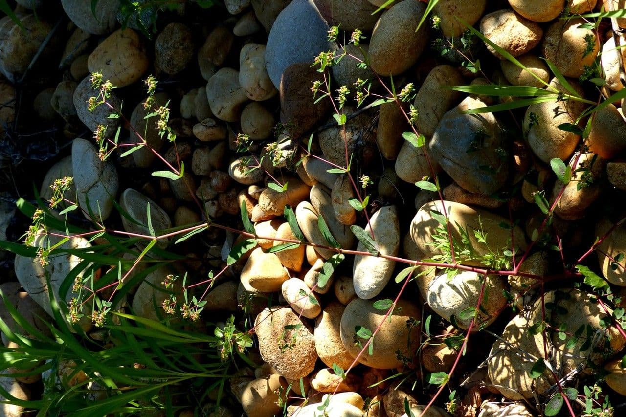 Euforbia pendula 13