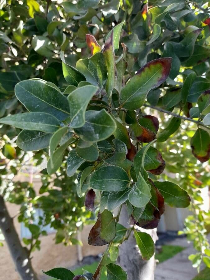 Cryptocarya 9