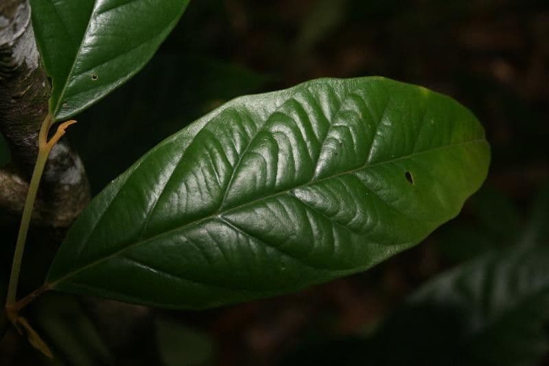 Discophora 2
