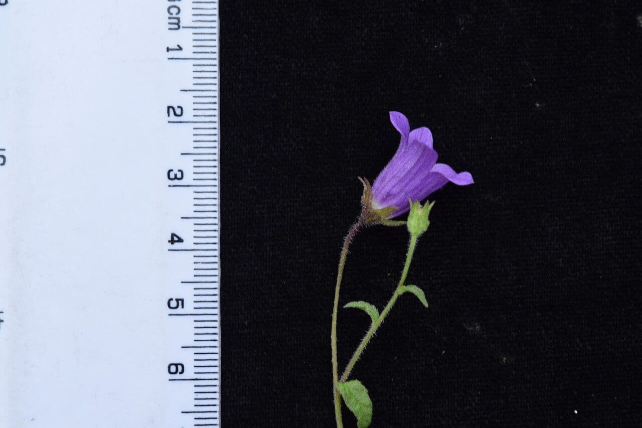Campanula 11