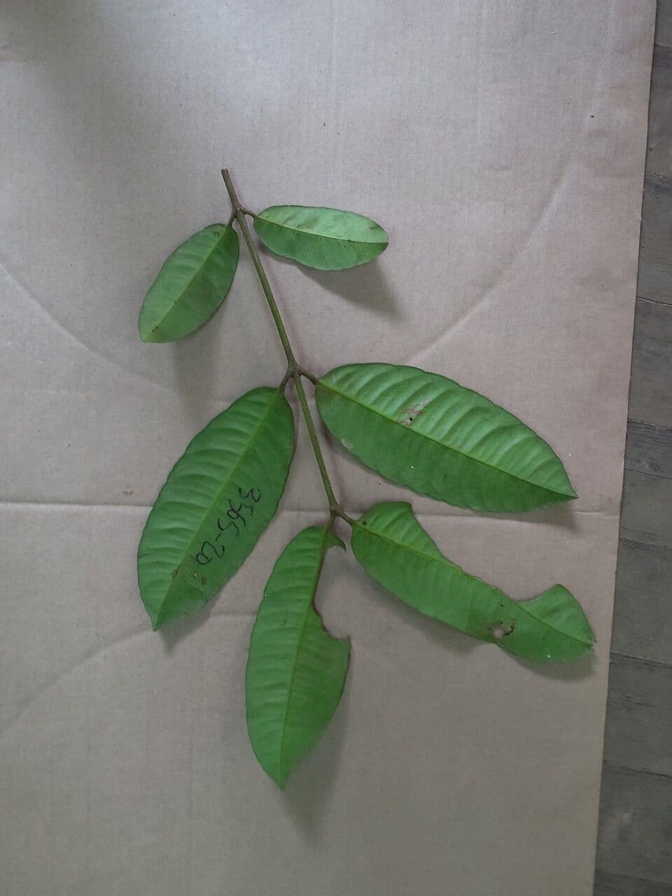 Bentham-Garcinia 3