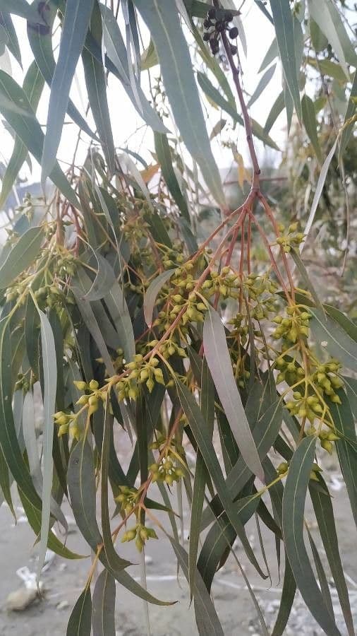 Blauer Eukalyptus 4