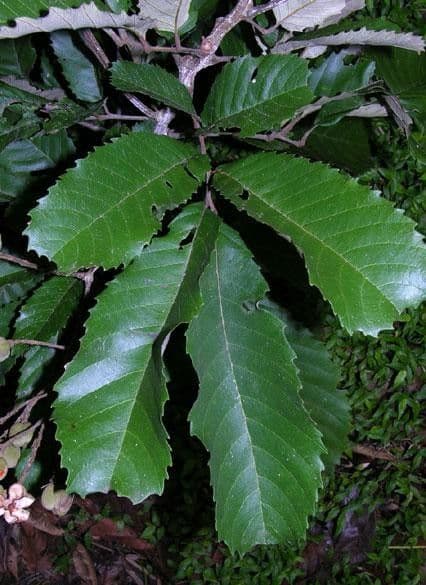 Cupania 9