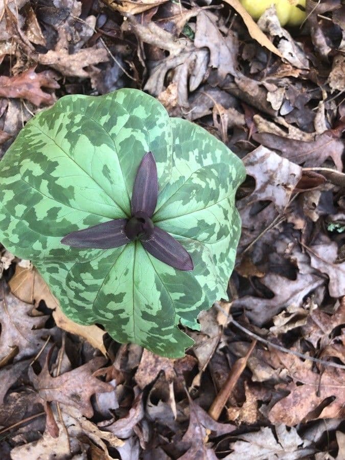 Trillium maculé 3