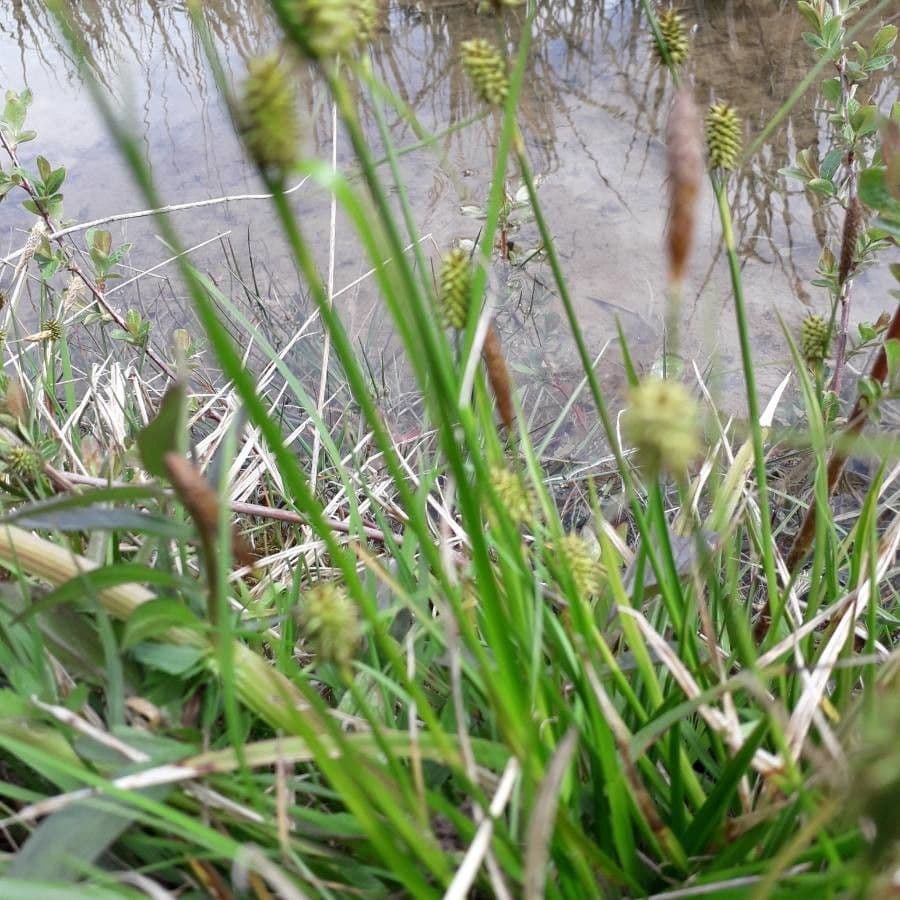 Carice verde 15