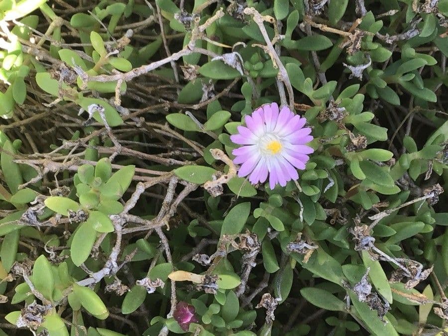 Delosperma