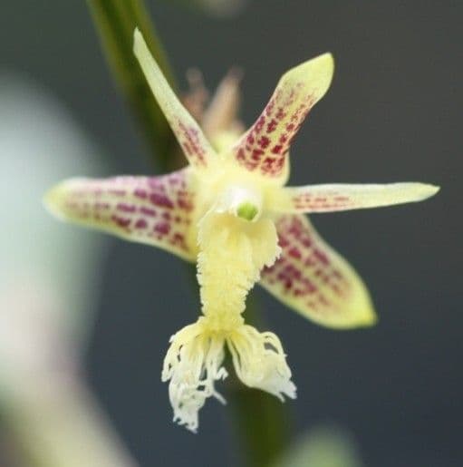 Dendrobium 7