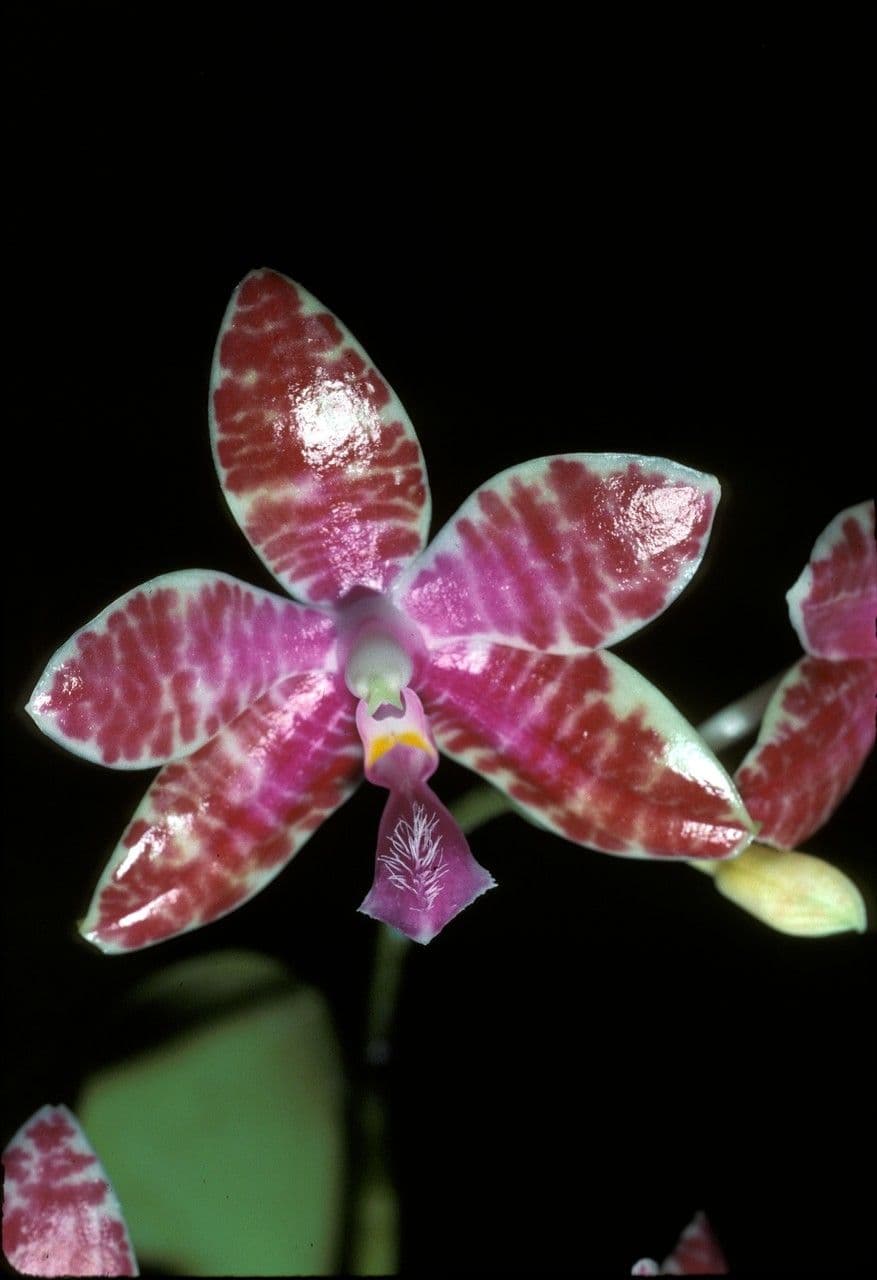 Phalaenopsis di Lueddemann