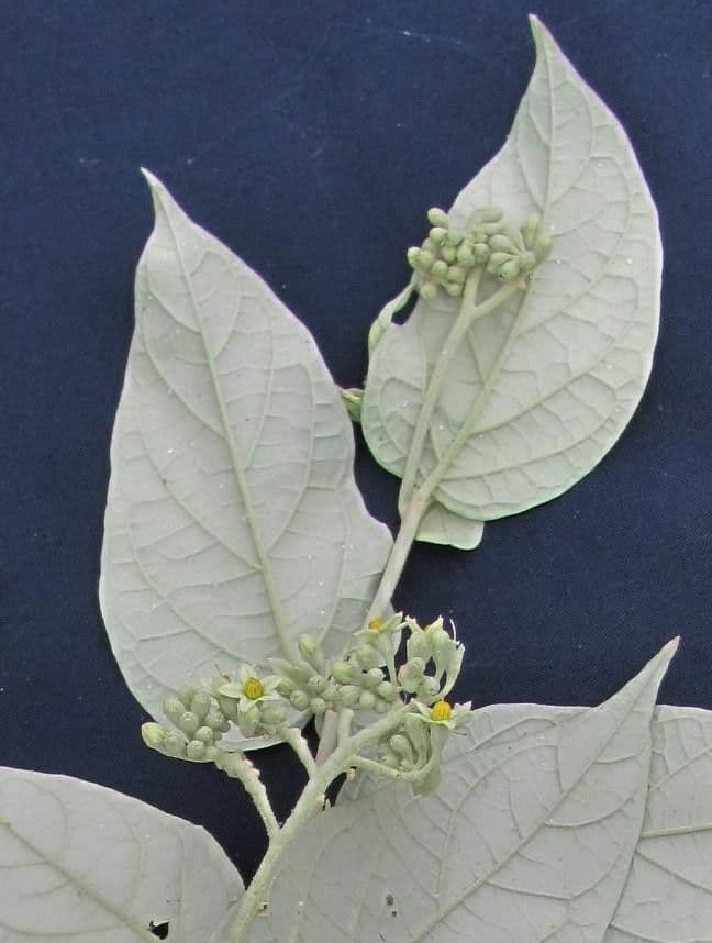 Solanum lepidotum 2