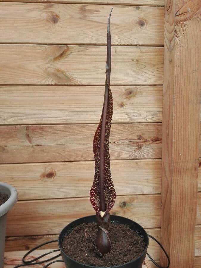 Sauromatum 6