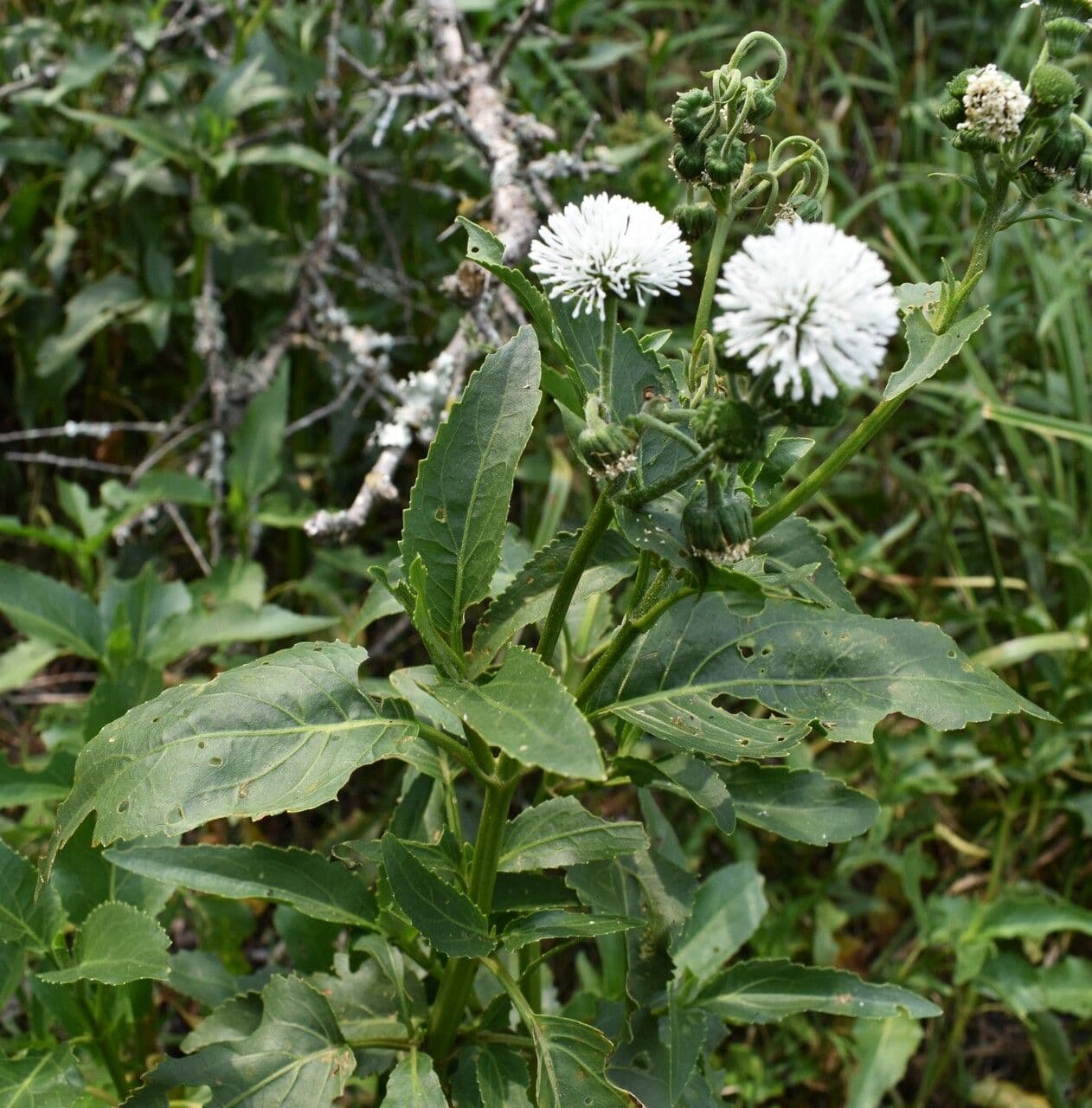 Gymnocoronis 4