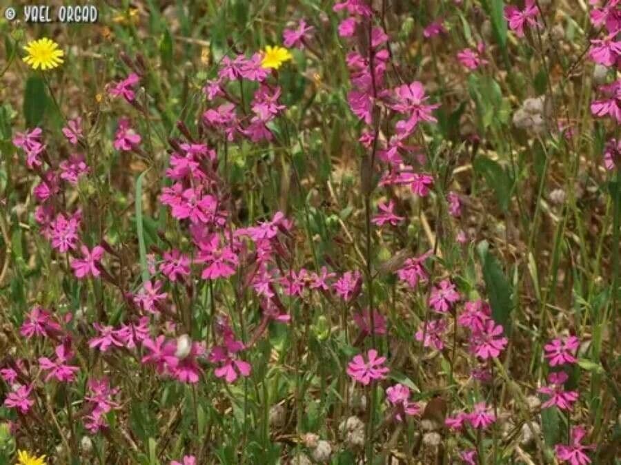 Silene