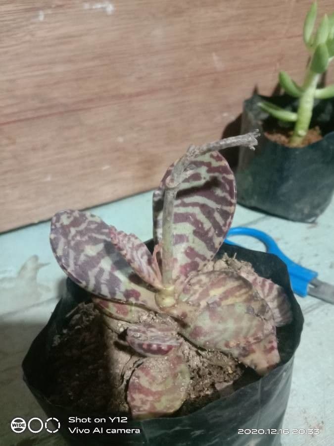 Kalanchoe