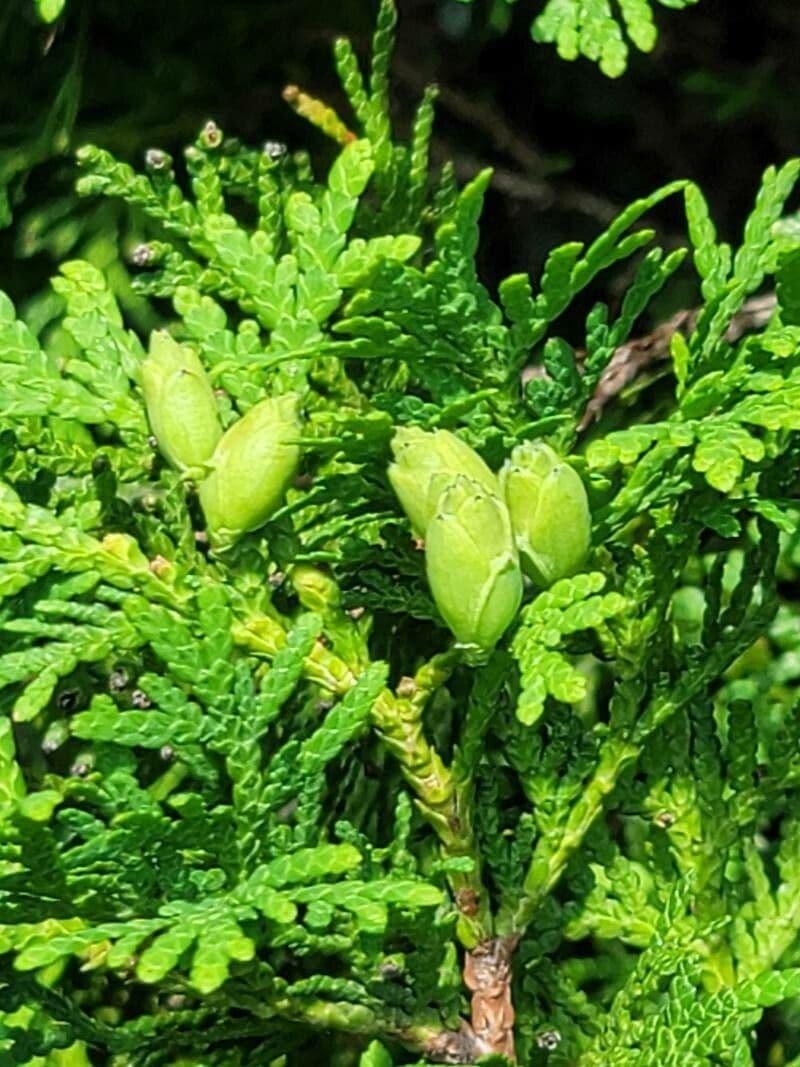 Spirea del Giappone 3
