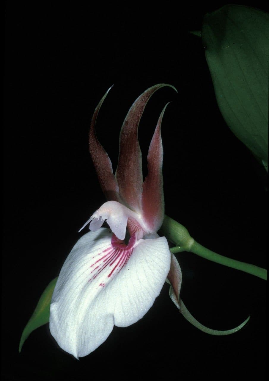 Zygosepalum 2