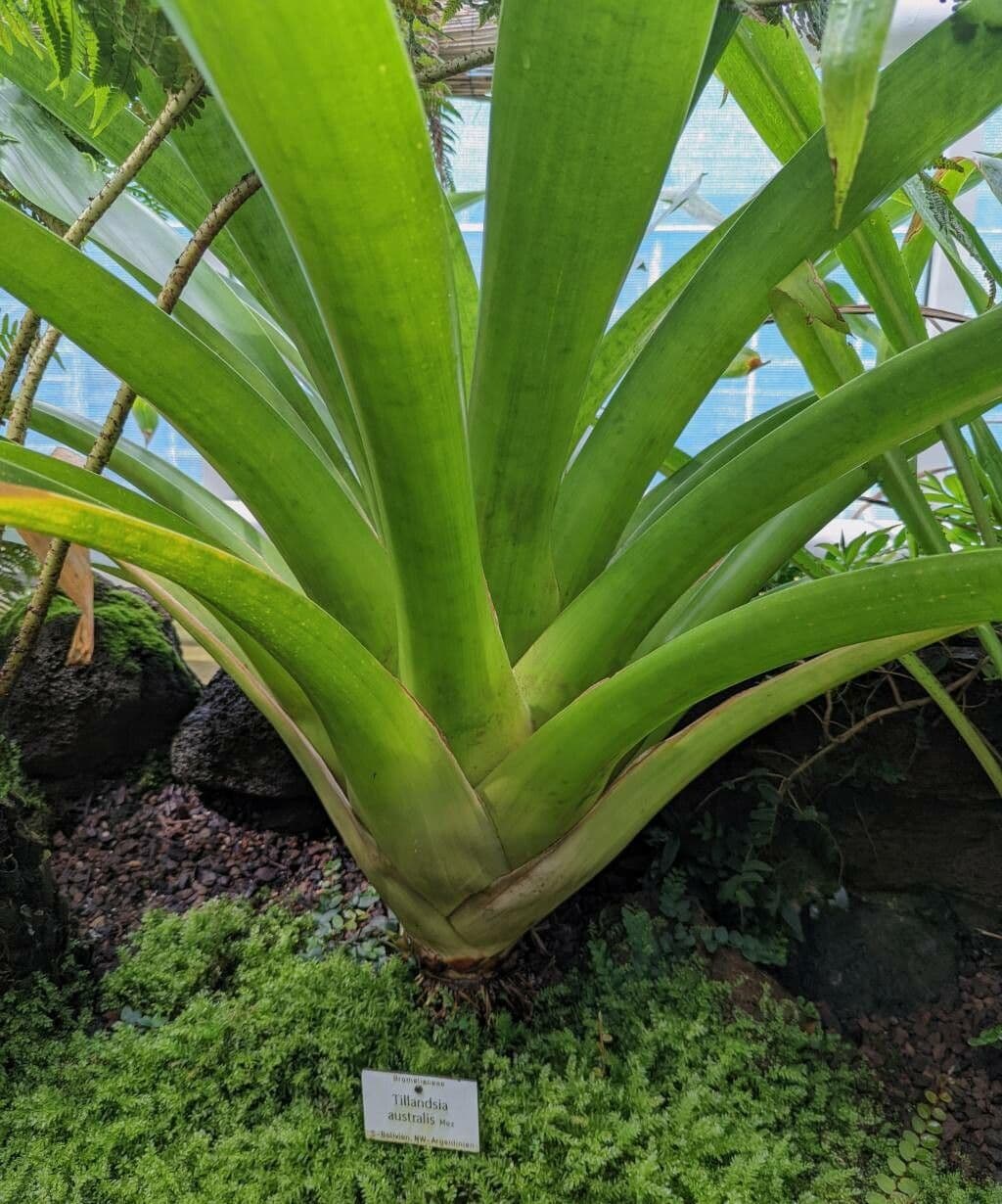 Tillandsia 2