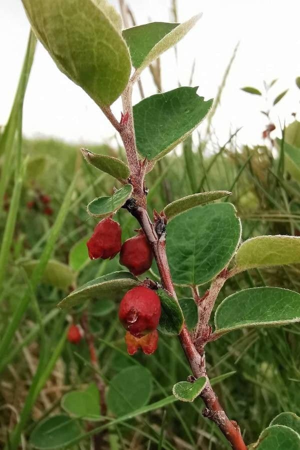 Cotoneaster 2