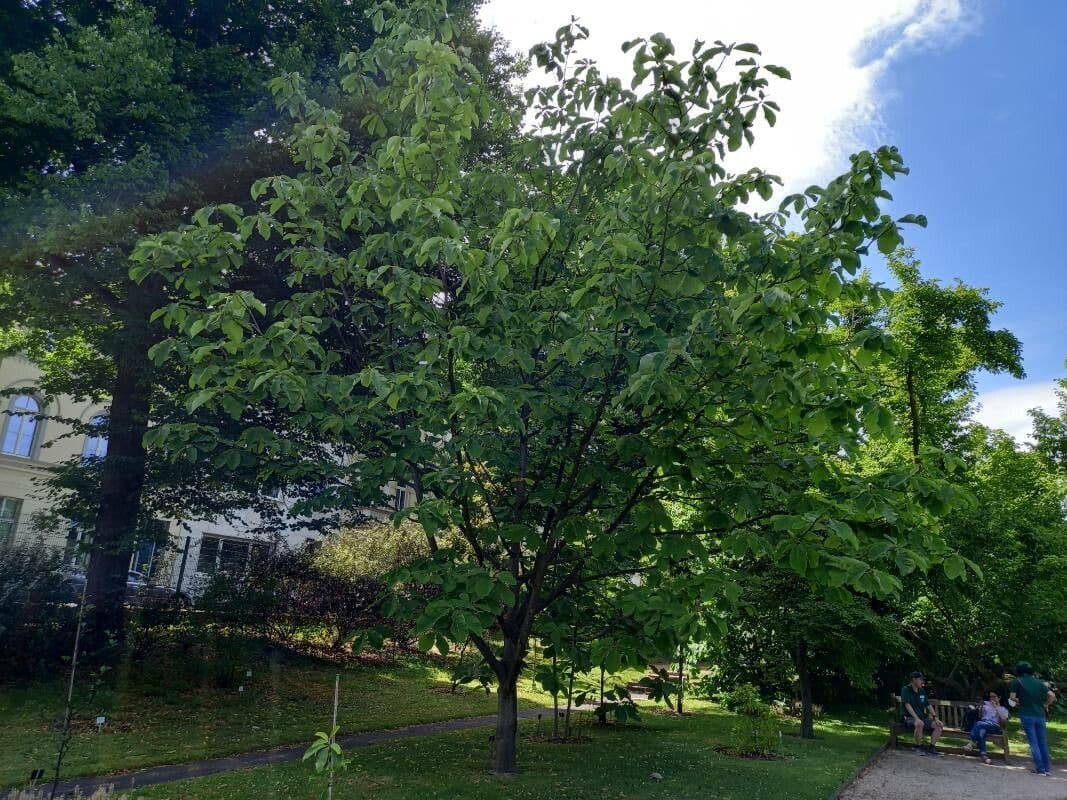 Magnolia obovata 4
