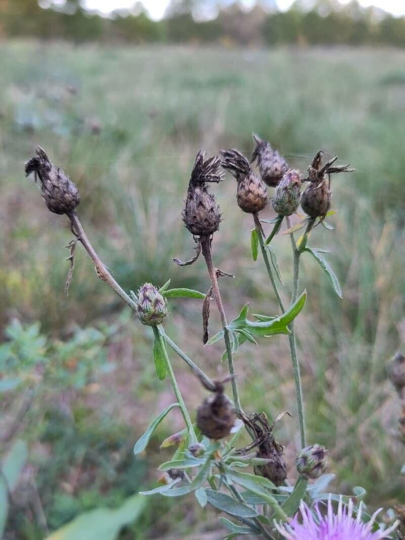 Centaurée paniculée 2