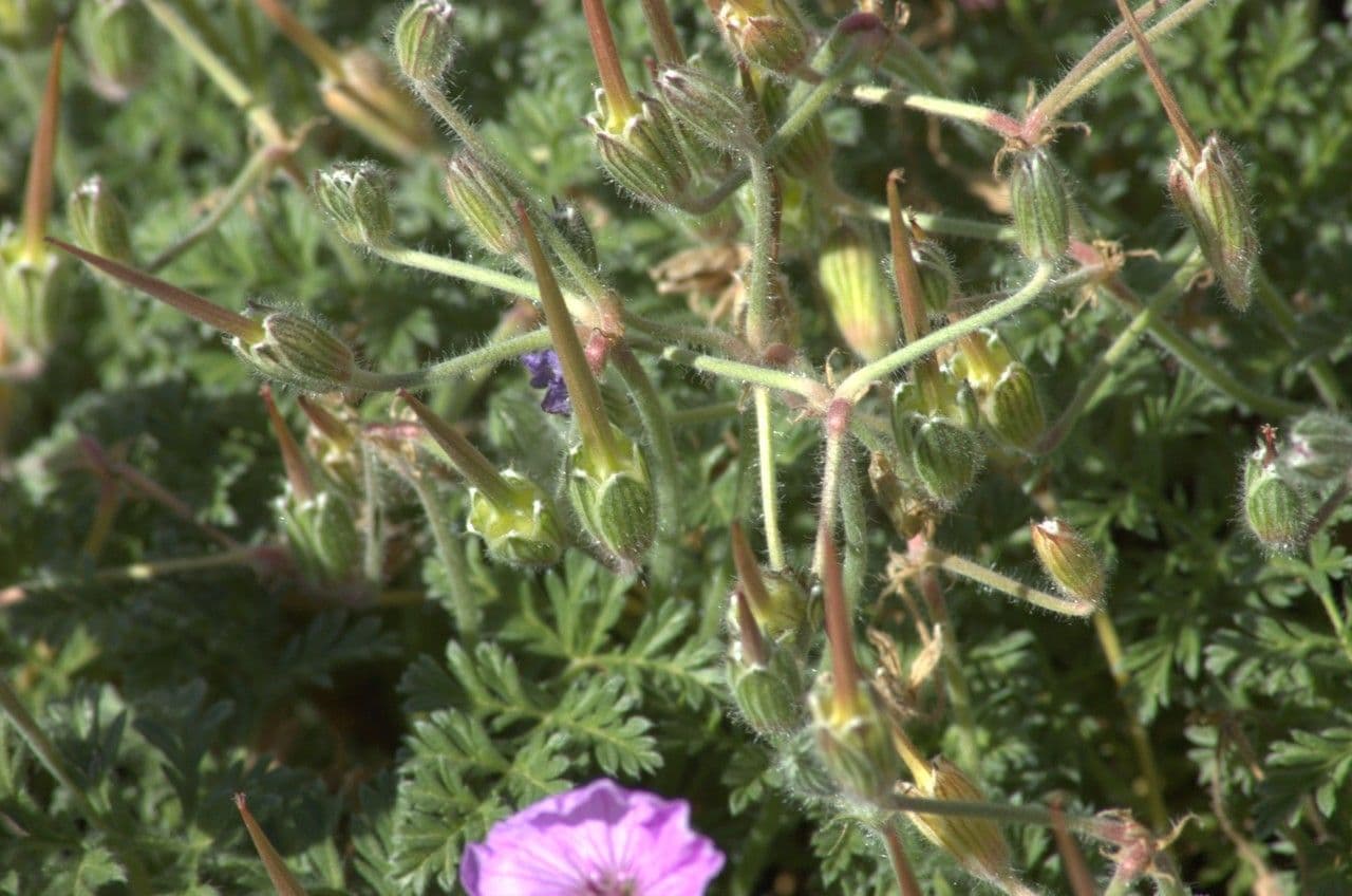Stinkender Storchschnabel