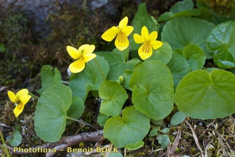 Viola biflora 25