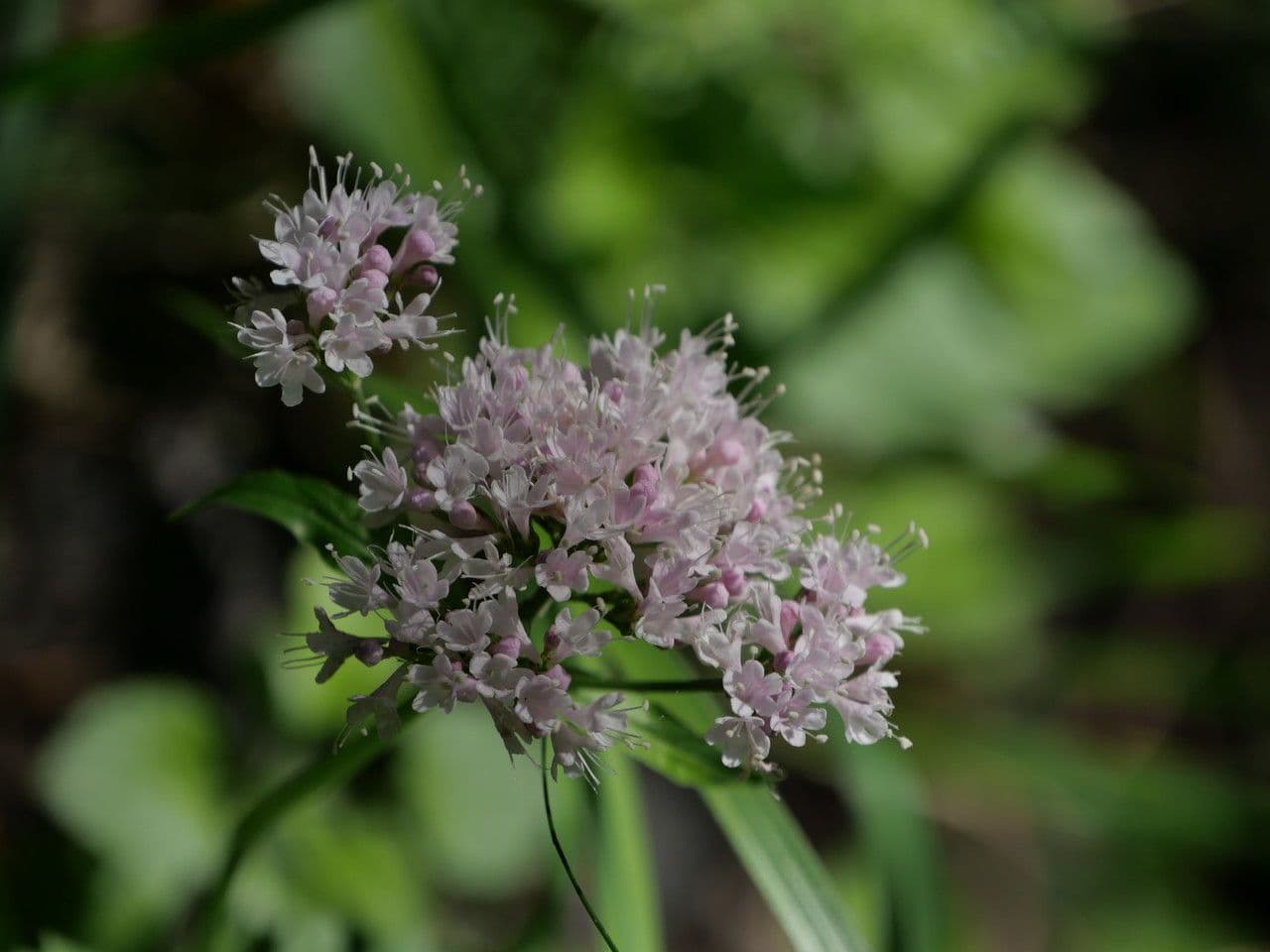 Dwarf valerian 9
