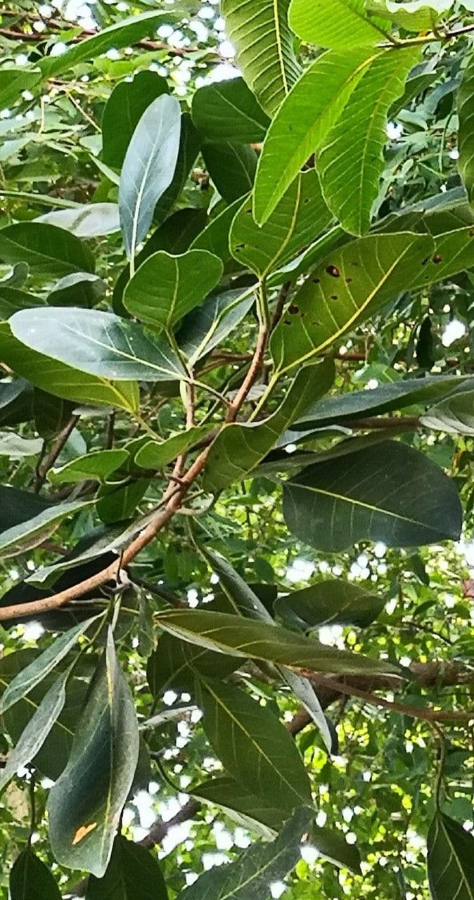 Afzelia xylocarpa 4