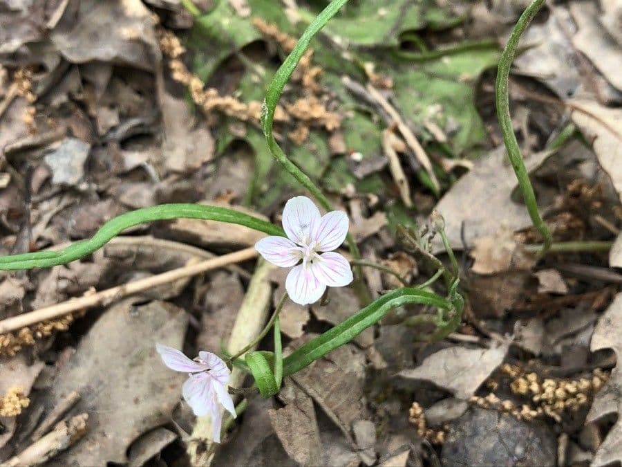 Claytonia 10