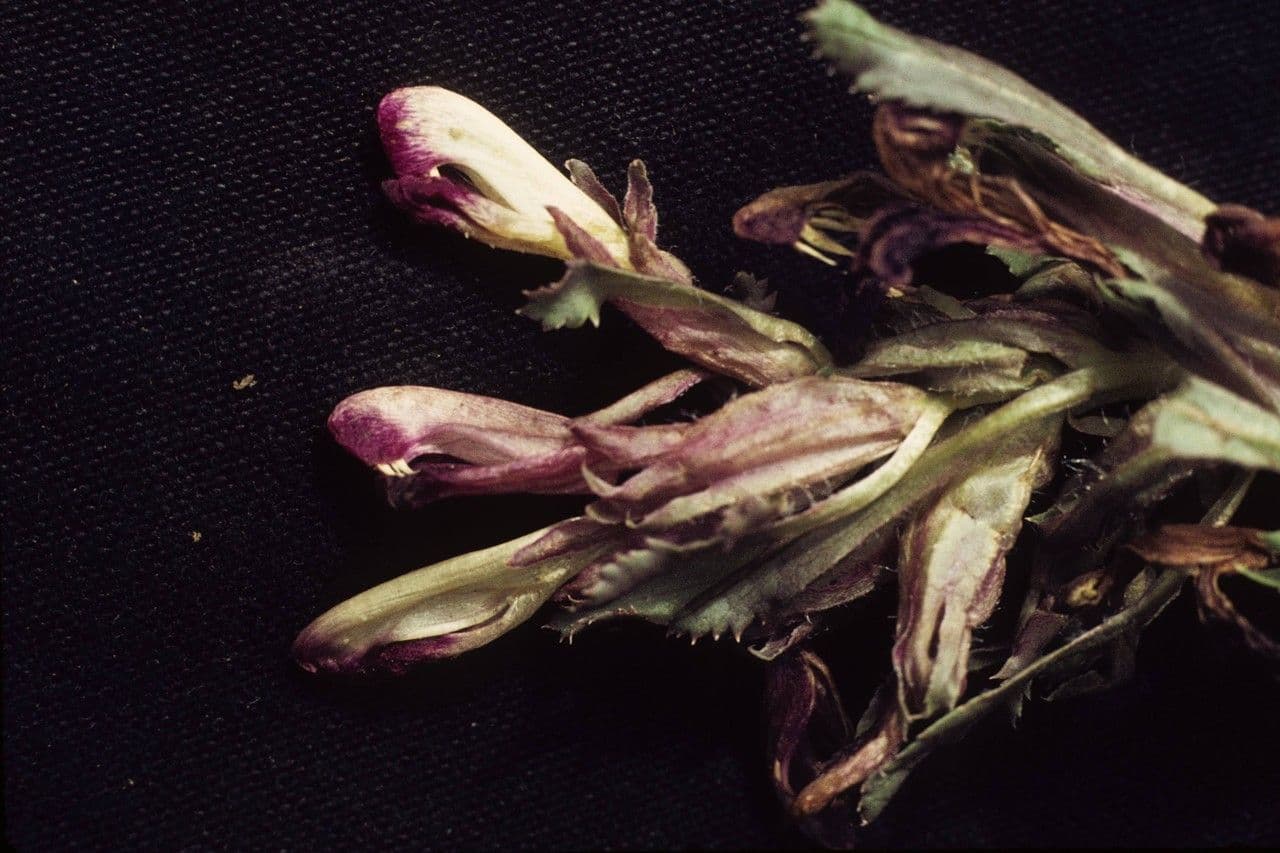 Pedicolare nana 2