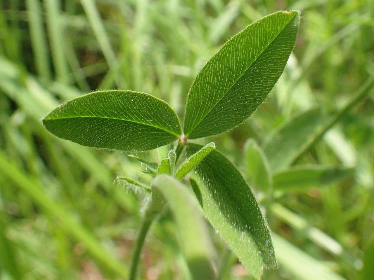 Sulphur clover 14