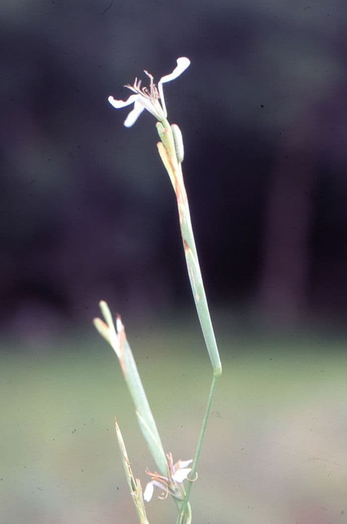 Moraea 8