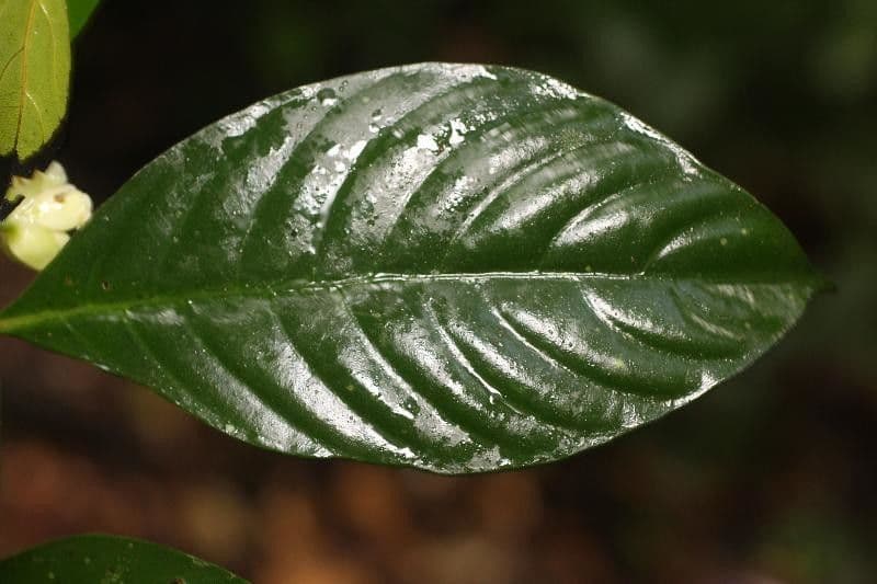 Palicourea 11
