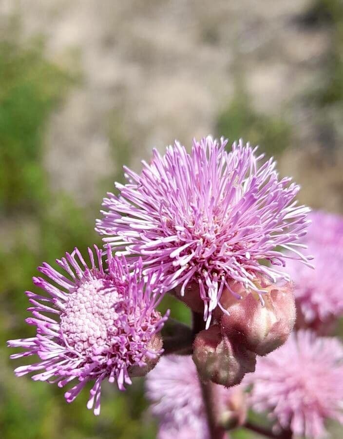 Campuloclinium macrocephalum 4
