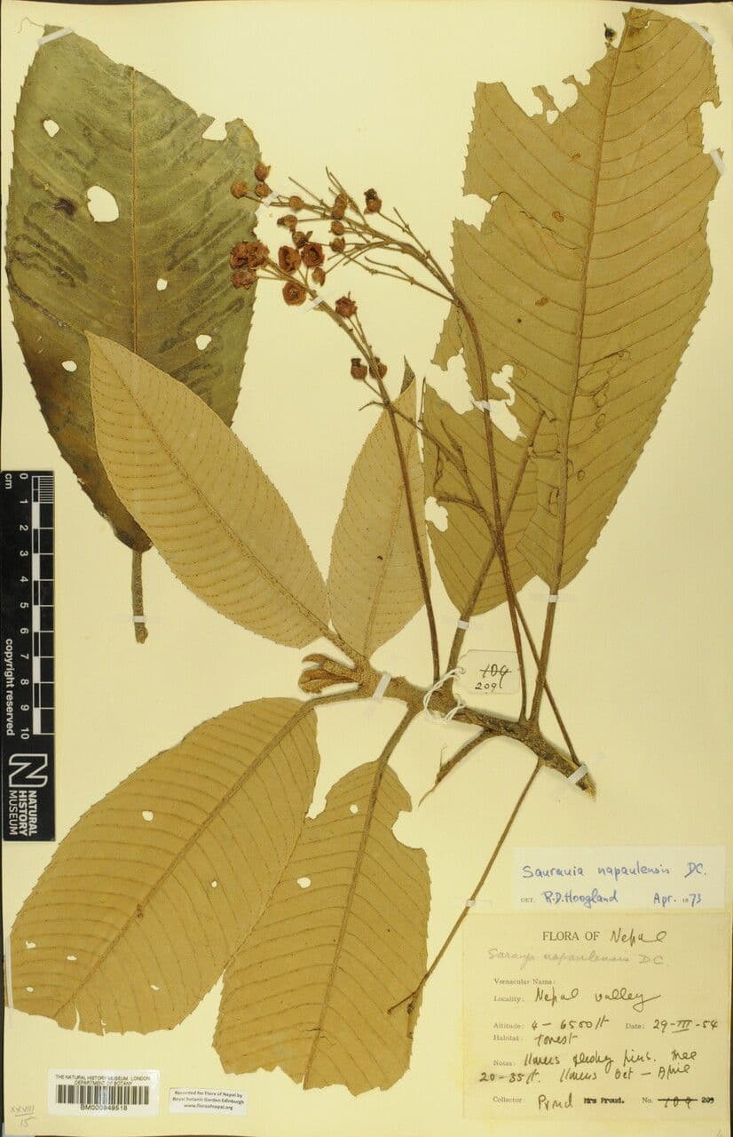 Saurauia 20
