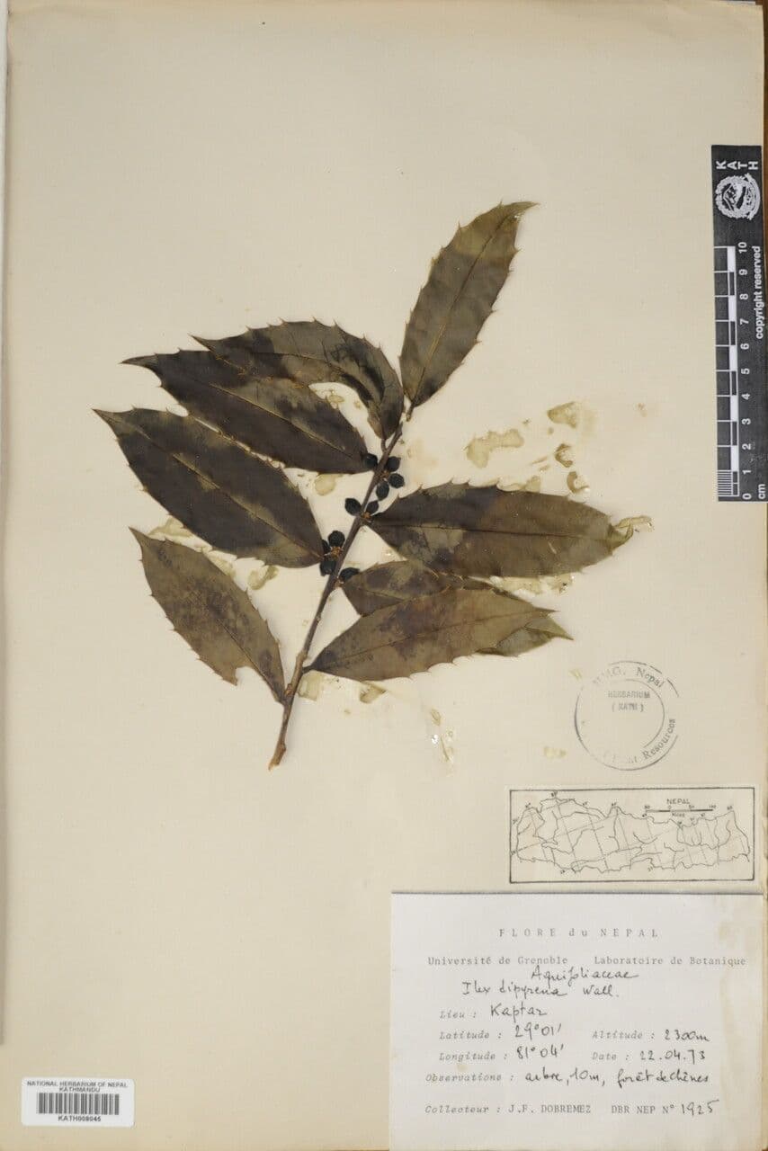 Ilex 11