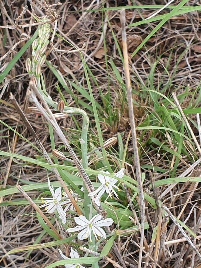 Trachyandra saltii 6