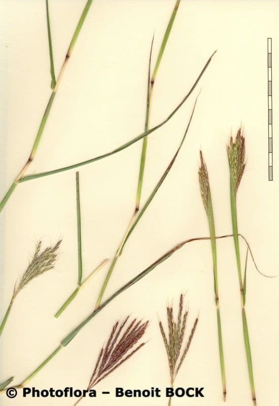 Gewöhnliches Bartgras 28