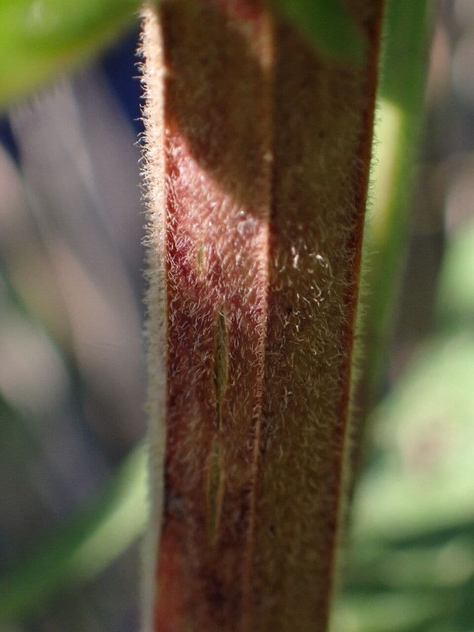 Salcerella comune 22
